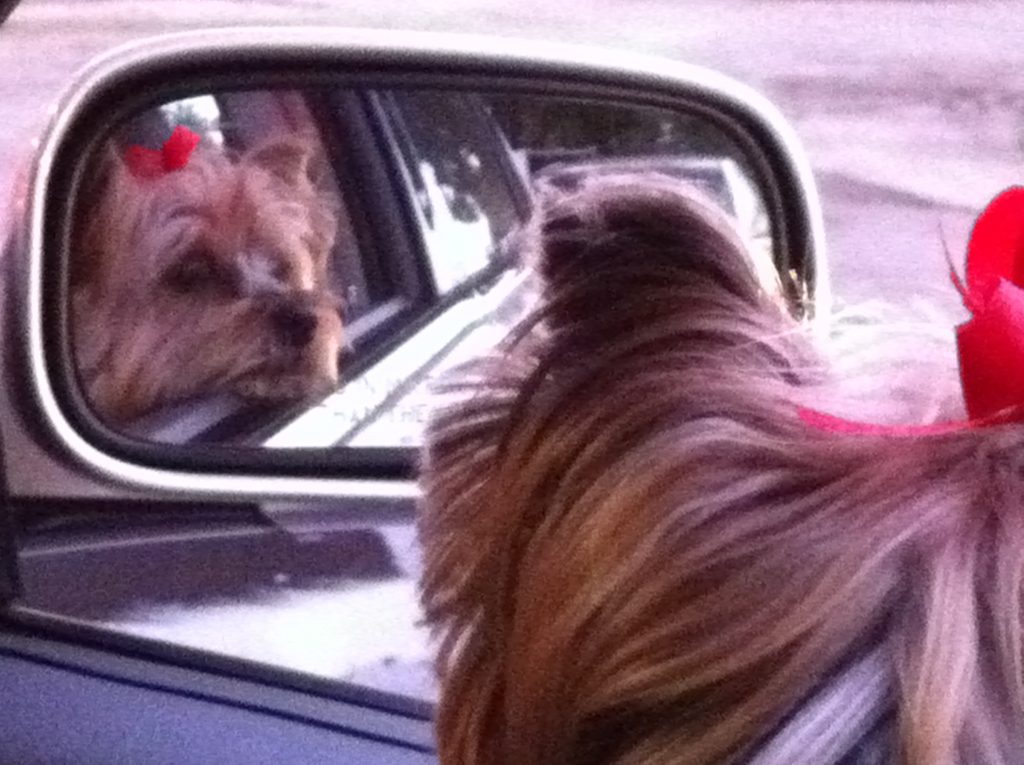 Graci the Yorkie has gone on ahead and is waiting for us to arrive.